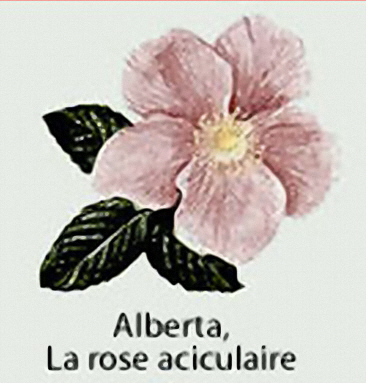 AlbertaFlower