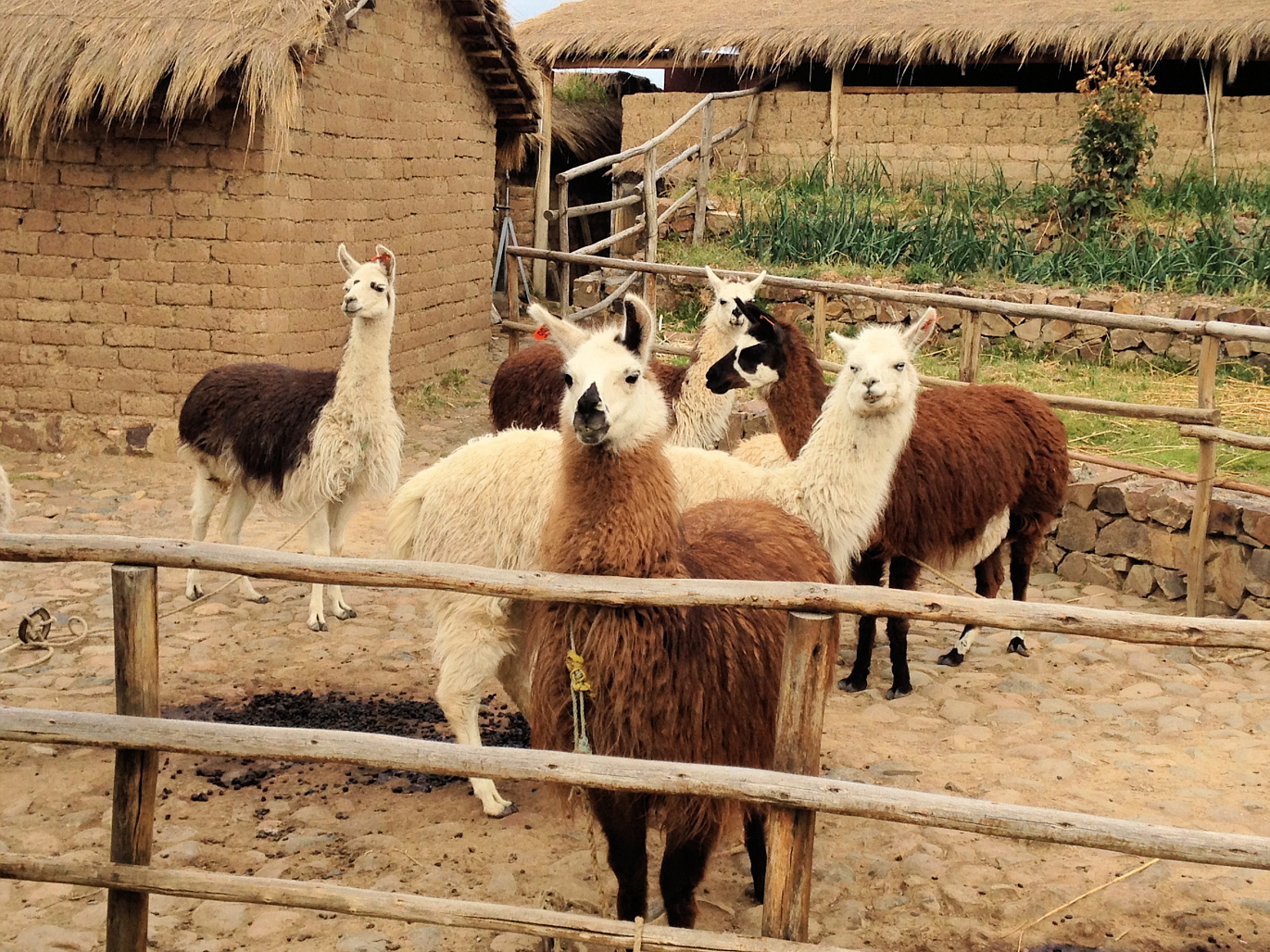 Alpakas