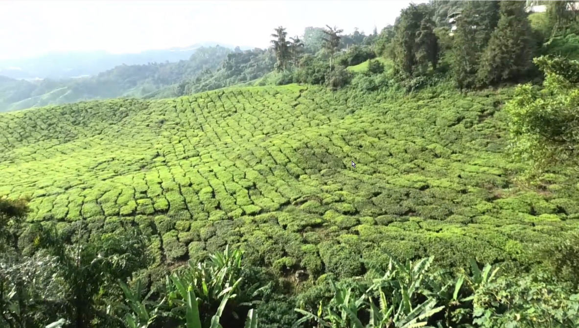 Teeplantage in Cameron Highlands