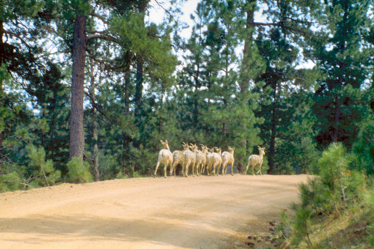Bergziegen