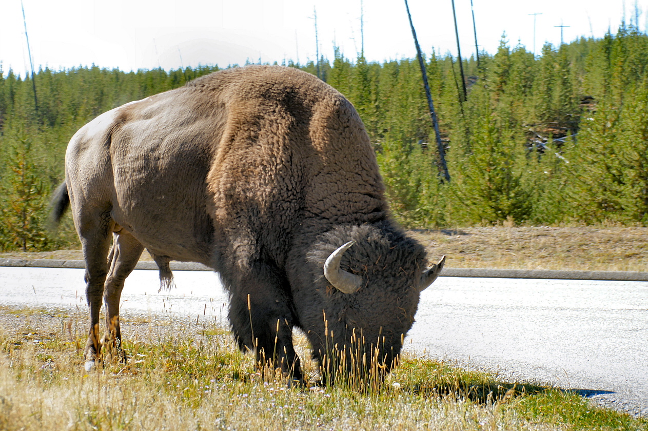 Bison