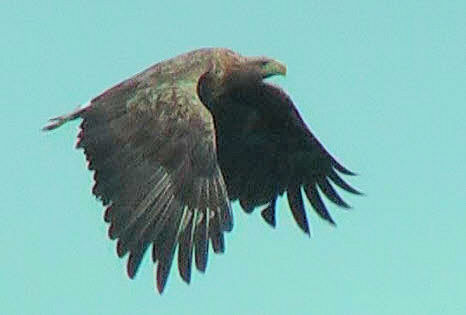 Seeadler1