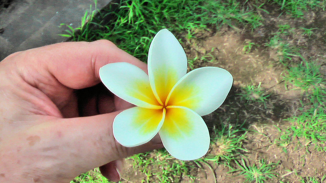 Frangipani