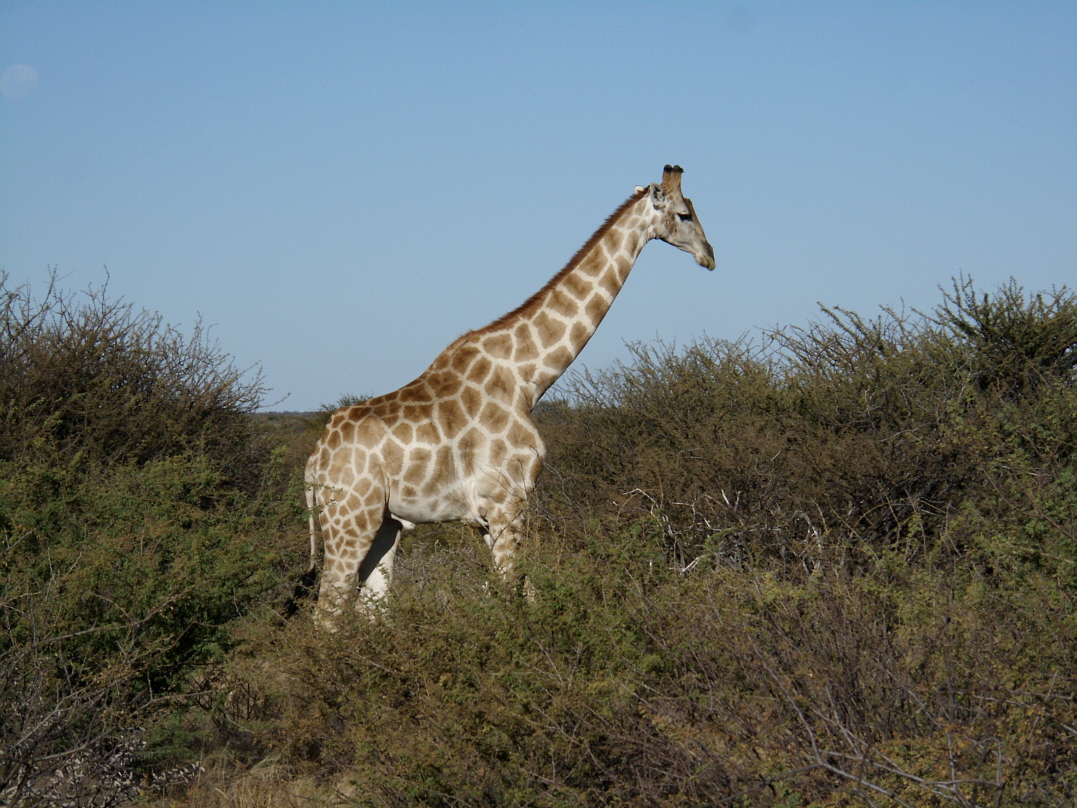Giraffe