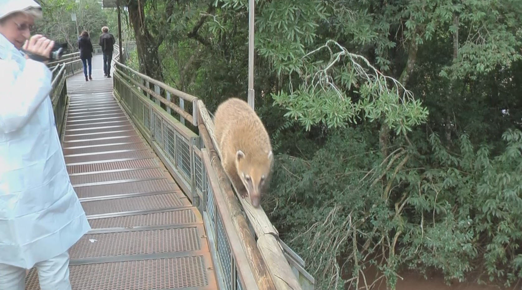 Nasenbär