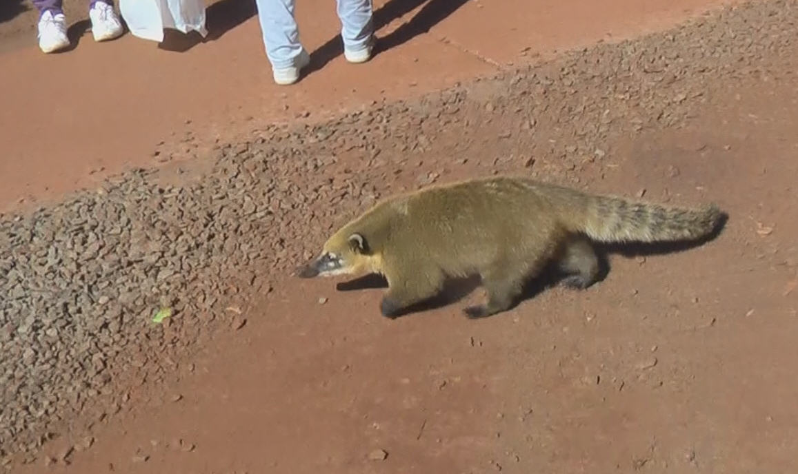 Nasenbär2