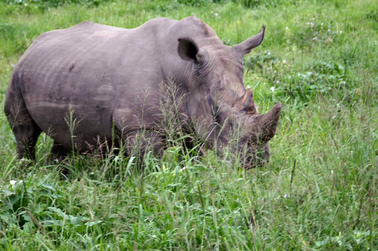 Nashorn
