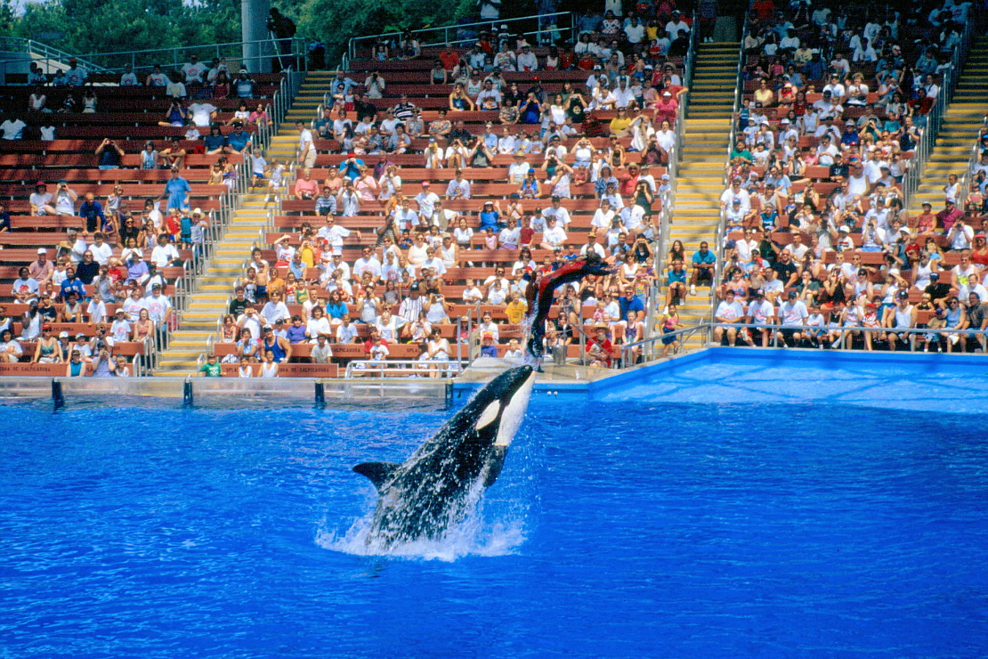 SeaWorldOrca