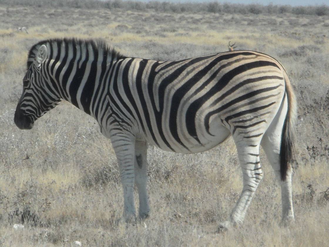 Zebra