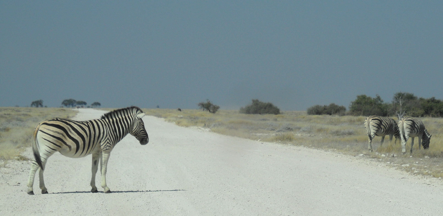 Zebras