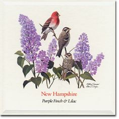 c416a592641dd708efc9b5e1a9308bc2--granite-state-birds-photos